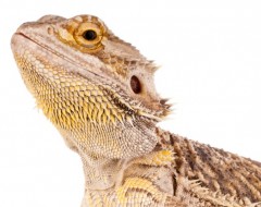 bearded dragon