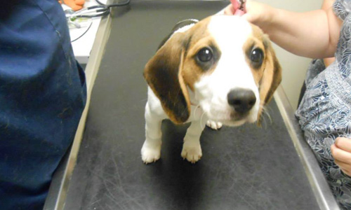 Canine-aggression-1