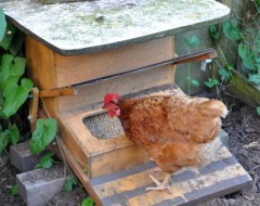 hen pecking at food in a feeding box