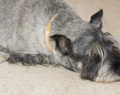 picture of a dog lying on the floor