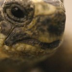 hibernating mediterranean tortoises in the fridge
