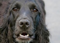 flat coat looking at camera