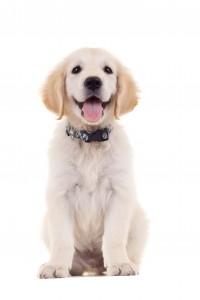 Puppy 1