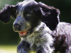 cocker puppy playing