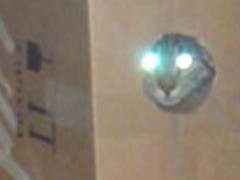 cat in a box