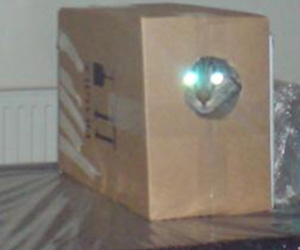 Cat1
