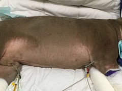 puppy in lateral recumbency with ecg leads and intravenous line