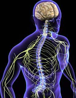 cervical-spine