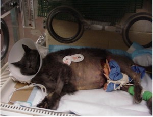 cat with gangrene