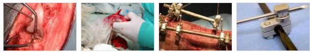 orthopaedic courses for vets