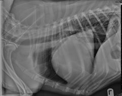 Thoracic Radiograph