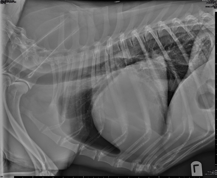 Thoracic Radiograph